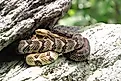 Timber rattlesnakes basking on a rock ledge.