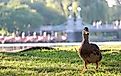 Duck Walking At Boston Commons