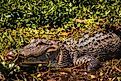 Alligator in Louisiana swamp USA