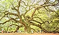 Tourists flock around the Angel Oak Tree. Editorial credit: elvisvaughn / Shutterstock.com