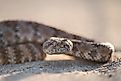 Southwestern speckled rattlesnake. By Joshua Tree National Park - CC BY 2.0, Wikimedia Commons.