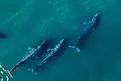 Gray whales migration. 