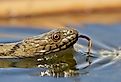 Dice snake in the water. Image credit aaltair via shutterstock