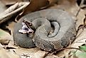 Cottonmouth