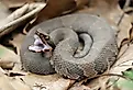 Cottonmouth snake