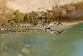 A Western-diamondback rattlesnake entering the water.