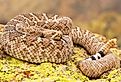 A deadly Western Diamondback Rattlesnake (Crotalus atrox).