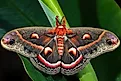 The Cecropia Moth (Hyalophora cecropia).