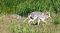 A wild coyote and badger hunting together as a hunting pair in Wyoming.