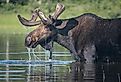 An adult male moose munching on water plants in Maine's North Woods.