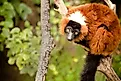 Red Ruffed Lemur, an endemic species found in the island country of Madagascar.