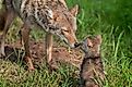 A coyote and her pup.