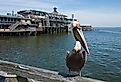 Brown pelican along the sea in Cedar Key, Florida.