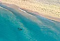 Shark swimming in shallow water in Miami Beach by drone