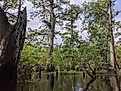 Three Sisters Swamp on the Black River near Ivanhoe, NC