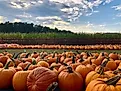A rather large pumpkin patch. Via Shutterstock / photocyclopedia
