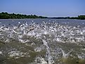 Flying Asian carp massively jump out of the water. 