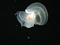 The recently discovered Bathydevius caudactylus, a sea slug, or nudibranch. NOAA Photo Library: expl0806, CC By 2.0, https://creativecommons.org/licenses/by/2.0/deed.en