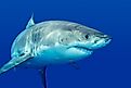 A great white shark swimming, looking for food. 
