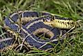 Common garter snake coiled in the grass, facing the camera.