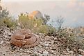 Crotalus abyssus (Grand Canyon Rattlesnake)