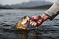 Summer catch of a smallmouth bass. Credit: Gabriel Botha/ Shutterstock.com