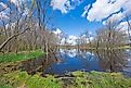 Flooded Wetlands in Moraine Hills State Park, Illinois. 
