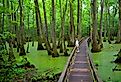Cypress Swamp along the Natchez Trace Parkway, Mississippi. Image credit: Dennis MacDonald / Shutterstock.com