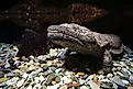 A Japanese giant salamander (Andrias japonicus)