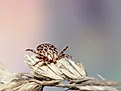 American Dog Tick (Dermacentor variabilis)​