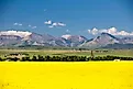 Yellow canola flowers in full bloom in the foothills near Pincher Creek, Alberta.