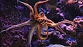  orange common octopus