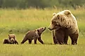 Brown bear family with babies in Katmai National Park, Alaska. 