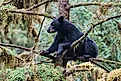 American Black Bear, Ursus americanus, Anan Creek, Tongass National Forest, Alaska. In a tree."n