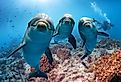 Three dolphins underwater.