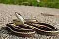 Eastern Ribbon snake posing on road with head up.