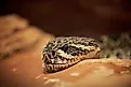 The eastern diamondback rattlesnake. 
