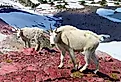 Mountain Goats (Oreamnos americanus) at Sperry Glacier in Glacier National Park. 