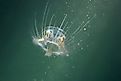 Freshwater jellyfish (Craspedacusta sowerbii)