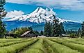 Lavender Valley in Hood River, Oregon, with Mount Hood in the background.