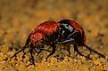 A female cow-killer velvet ant (Dasymutilla occidentalis) searching for a bumblebee nest.
