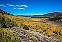 The Pando, Fishlake National Forest, Utah: the largest growing organism on planet earth.