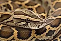 Burmese Python (Credit: dwi putra stock via Shutterstock)