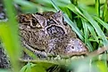 Spectacled caiman (Caiman crocodilus). 