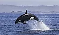 Killer Whale (Orcinus Orca). 