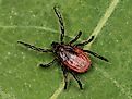 Western black-legged tick (Ixodes pacificus)