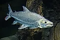 The goliath tigerfish