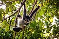 Spider monkey close up natural habitat