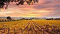 Beautiful Sunset Sky in Napa Valley Wine Country on Autumn Vineyards.