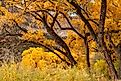 Scenic autumn trees near Jemez Springs in New Mexico.